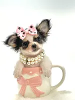 XXX Tiny Teacup Dolly 🎀, a female Chihuahua for sale in Pearson, GA – 3 of 10
