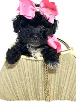 Yorkiepoo Girl 🩷, a female Yorkipoo for sale in Pearson, GA – 1 of 4