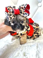 Sassy 🎀, a female Shihpoo for sale in Pearson, GA – 4 of 7