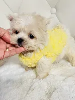 Harper 💙, a male Shihpoo for sale in Pearson, GA – 8 of 8