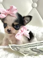 Micro Tiny girl 🎀, a female Chihuahua for sale in Pearson, GA – 9 of 10