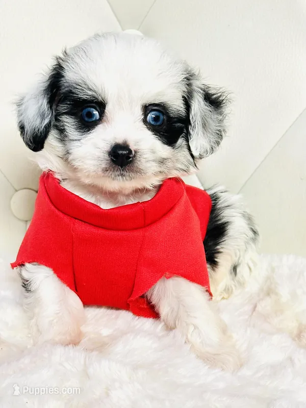 Merle Boy with blue eyes 💙 – Poodle - Toy , Miniature Aussiedoodle puppy for sale in Pearson, GA