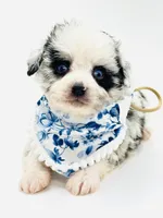 Merle Boy with blue eyes 💙, a male Poodle - Toy  and Miniature Aussiedoodle for sale in Pearson, GA – Photo 2 of 4