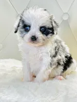 Merle Boy with blue eyes 💙, a male Poodle - Toy  and Miniature Aussiedoodle for sale in Pearson, GA – Photo 4 of 4