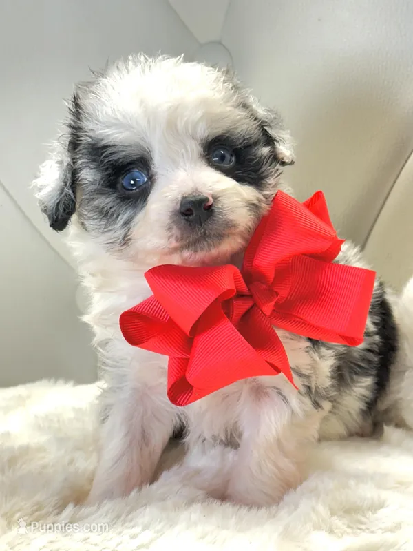 Merle Boy with blue eyes 💙 – Poodle - Toy , Miniature Aussiedoodle puppy for sale in Pearson, GA