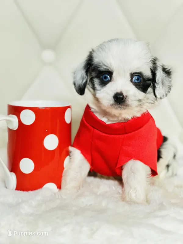 Merle Boy with blue eyes 💙 – Poodle - Toy , Miniature Aussiedoodle puppy for sale in Pearson, GA