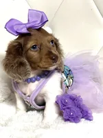 Lily Grace , a female Miniature Dachshund for sale in Pearson, GA – 2 of 10