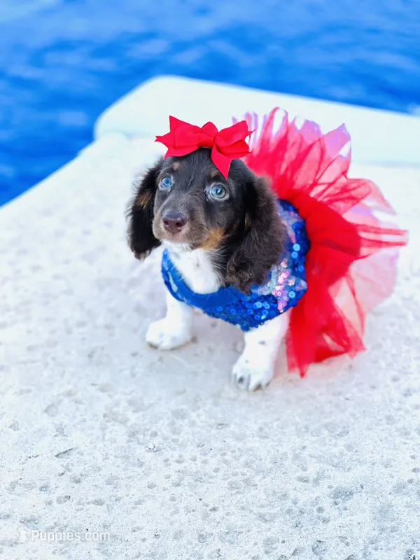 Chocolate and White Girl 🩷 – Miniature Dachshund puppy for sale in Pearson, GA