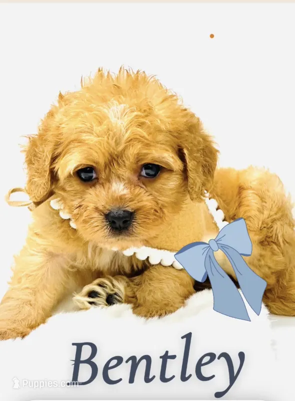 Bentley 💙 – Cavapoo puppy for sale in Pearson, GA