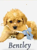 Bentley 💙, a male Cavapoo for sale in Pearson, GA – 3 of 7