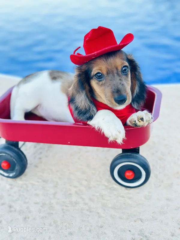 Dapple Piebald Boy 💙 – Miniature Dachshund puppy for sale in Pearson, GA
