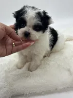 Baby Boy Bentley 💙, a male Shihpoo for sale in Pearson, GA – 3 of 4