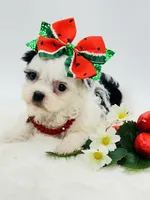 Tiny Lacy 🩷, a female Shihpoo for sale in Pearson, GA – 6 of 10