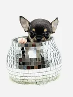 Micro Boy 💙, a male Chihuahua for sale in Pearson, GA – 3 of 10