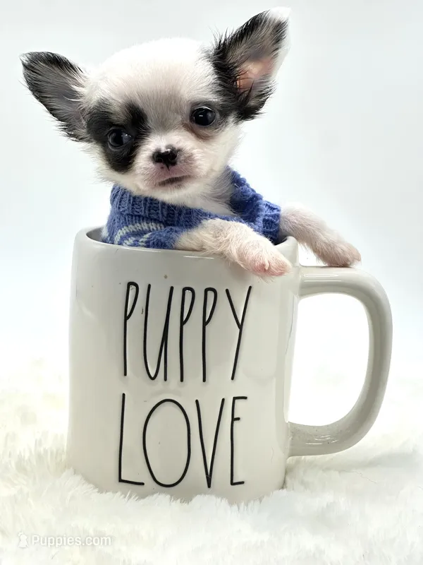 Micro Tiny Peanut 💙 – Chihuahua puppy for sale in Pearson, GA