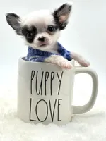 Going home with Michael and wife . , a male Chihuahua for sale in Pearson, GA – 5 of 10