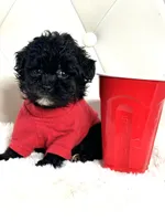 Oreo 💙, a male Yorkipoo for sale in Pearson, GA – 4 of 6