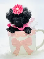 XX Tiny Girl 🎀, a female Poodle - Toy  for sale in Pearson, GA – 2 of 6