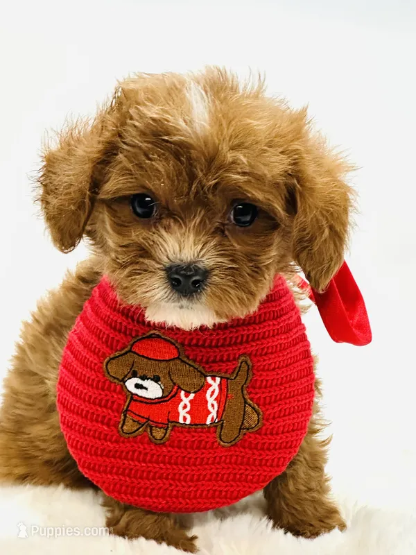 Tiny Teddy 💙 – Cavapoo puppy for sale in Pearson, GA