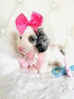 Bella Rose 🌹, a female Miniature Dachshund for sale in Pearson, GA – Photo 1 of 9