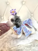 Bella Rose 🌹, a female Miniature Dachshund for sale in Pearson, GA – Photo 4 of 9