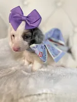 Bella Rose 🌹, a female Miniature Dachshund for sale in Pearson, GA – Photo 6 of 9