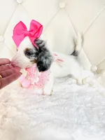 Bella Rose 🌹, a female Miniature Dachshund for sale in Pearson, GA – Photo 2 of 9