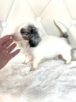 Bella Rose 🌹, a female Miniature Dachshund for sale in Pearson, GA – Photo 7 of 9