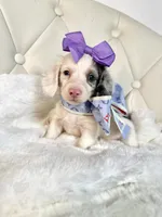 Bella Rose 🌹, a female Miniature Dachshund for sale in Pearson, GA – Photo 3 of 9