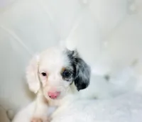 Bella Rose 🌹, a female Miniature Dachshund for sale in Pearson, GA – Photo 5 of 9