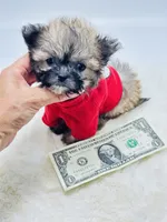 Xx Tiny Boy 💙, a male Shihpoo for sale in Pearson, GA – 2 of 5