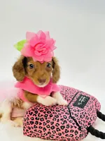 Bella Ray 🩷, a female Miniature Dachshund for sale in Pearson, GA – 2 of 7