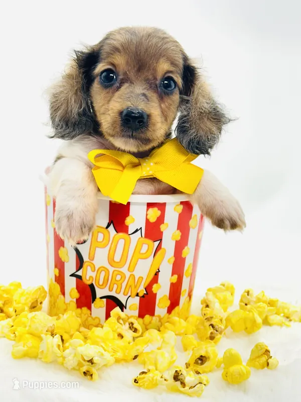 Bailey 💙 – Miniature Dachshund puppy for sale in Pearson, GA