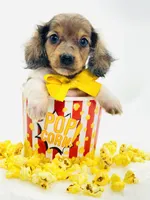 Bailey 💙, a male Miniature Dachshund for sale in Pearson, GA – 2 of 6