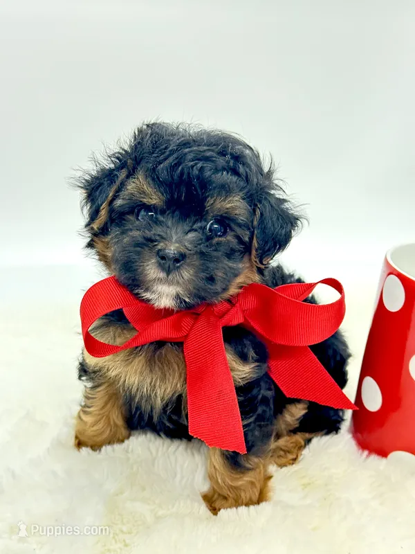 Bentley ❤️ – Yorkipoo puppy for sale in Pearson, GA