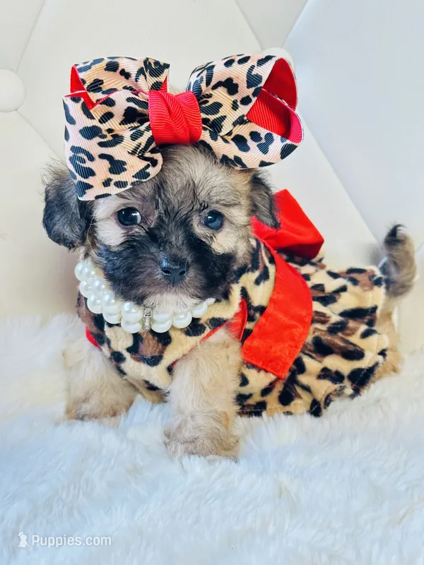 Sassy 🎀 – Shihpoo puppy for sale in Pearson, GA
