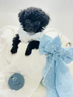XXX Tiny Teddy 💙, a male Poodle - Toy  for sale in Pearson, GA – 6 of 6