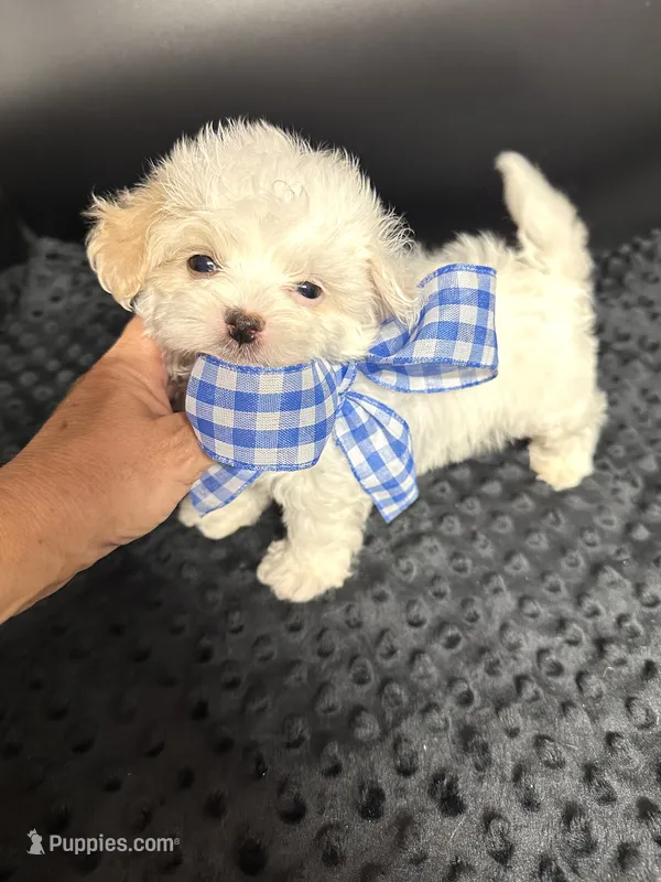 Tiny Teddy 💙 – Shihpoo puppy for sale in Pearson, GA