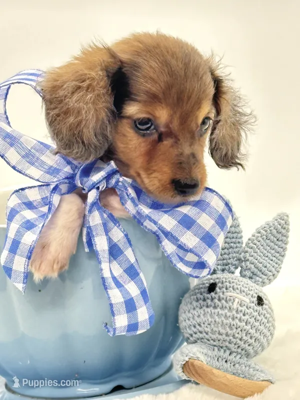 Bailey 💙 – Miniature Dachshund puppy for sale in Pearson, GA