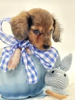 Bailey 💙, a male Miniature Dachshund for sale in Pearson, GA – 1 of 6