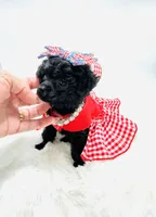 XX Tiny Girl 🎀, a female Poodle - Toy  for sale in Pearson, GA – 3 of 6