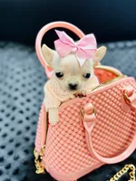 XXX Tiny Teacup Girl 🩷, a female Chihuahua for sale in Pearson, GA – 9 of 10