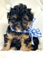 Bentley ❤️, a male Yorkipoo for sale in Pearson, GA – 7 of 7