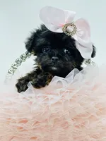XX Tiny Teacup Girl 🩷, a female Yorkshire Terrier and Poodle - Toy  for sale in Pearson, GA – Photo 6 of 8