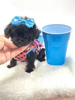 XX Tiny Teacup Girl 🩷, a female Yorkshire Terrier and Poodle - Toy  for sale in Pearson, GA – Photo 1 of 8