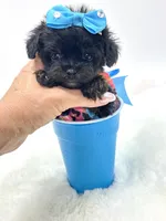 XX Tiny Teacup Girl 🩷, a female Yorkshire Terrier and Poodle - Toy  for sale in Pearson, GA – Photo 2 of 8