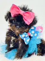 XX Tiny Teacup Girl 🩷, a female Yorkshire Terrier and Poodle - Toy  for sale in Pearson, GA – Photo 4 of 8