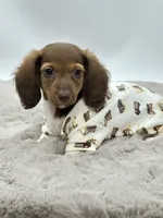 Tiny Charlie ❤️, a male Miniature Dachshund for sale in Pearson, GA – Photo 7 of 7