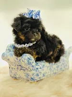 XX Tiny Teacup Girl 🩷, a female Yorkshire Terrier and Poodle - Toy  for sale in Pearson, GA – Photo 5 of 8