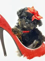 XX Tiny Teacup Girl 🩷, a female Yorkshire Terrier and Poodle - Toy  for sale in Pearson, GA – Photo 3 of 8